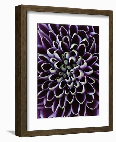 Close-up of Chrysanthemum Flower-Clive Nichols-Framed Photographic Print