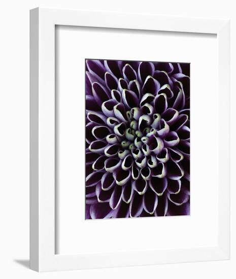 Close-up of Chrysanthemum Flower-Clive Nichols-Framed Photographic Print