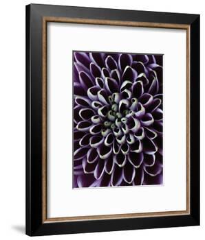 Close-up of Chrysanthemum Flower-Clive Nichols-Framed Photographic Print