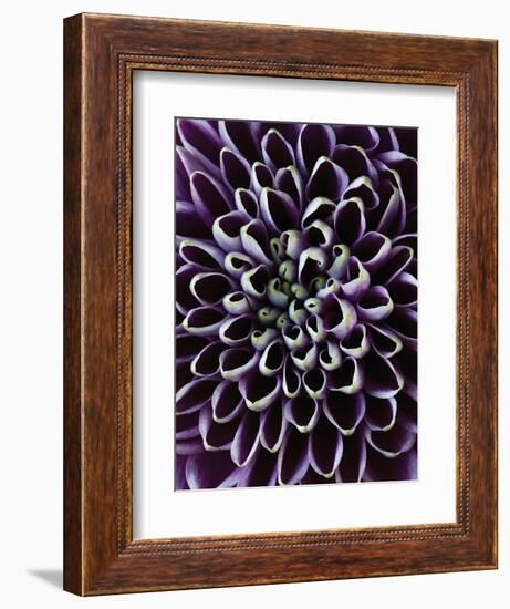 Close-up of Chrysanthemum Flower-Clive Nichols-Framed Photographic Print
