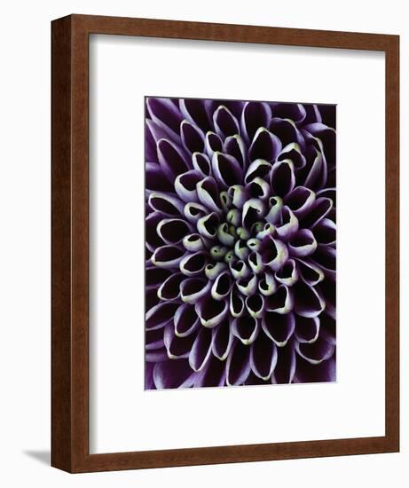 Close-up of Chrysanthemum Flower-Clive Nichols-Framed Photographic Print