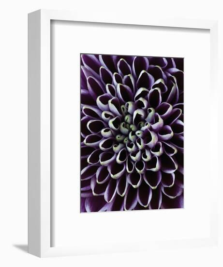 Close-up of Chrysanthemum Flower-Clive Nichols-Framed Photographic Print