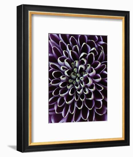 Close-up of Chrysanthemum Flower-Clive Nichols-Framed Photographic Print