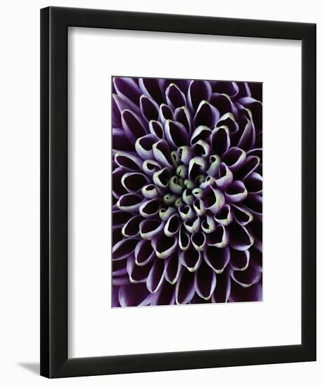 Close-up of Chrysanthemum Flower-Clive Nichols-Framed Photographic Print