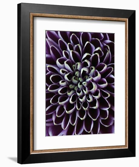 Close-up of Chrysanthemum Flower-Clive Nichols-Framed Photographic Print