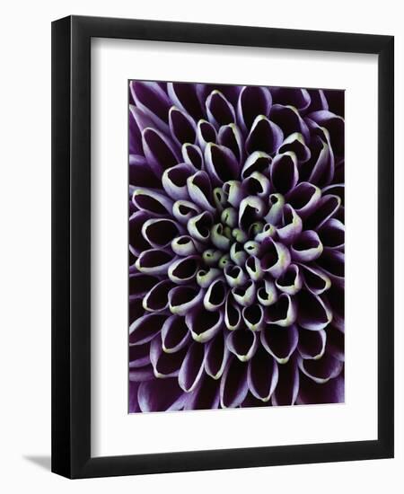 Close-up of Chrysanthemum Flower-Clive Nichols-Framed Photographic Print