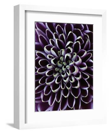 Chrysanthemum Daisy Floral Traditional Photo Picture Frame Various Sizes 