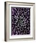 Close-up of Chrysanthemum Flower-Clive Nichols-Framed Photographic Print