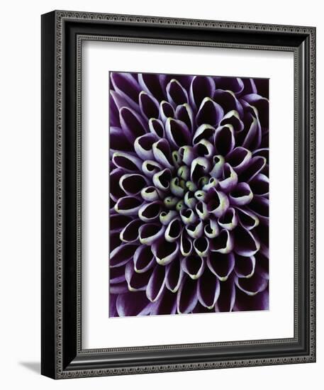 Close-up of Chrysanthemum Flower-Clive Nichols-Framed Photographic Print