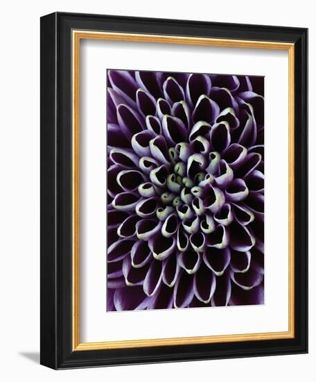 Close-up of Chrysanthemum Flower-Clive Nichols-Framed Photographic Print