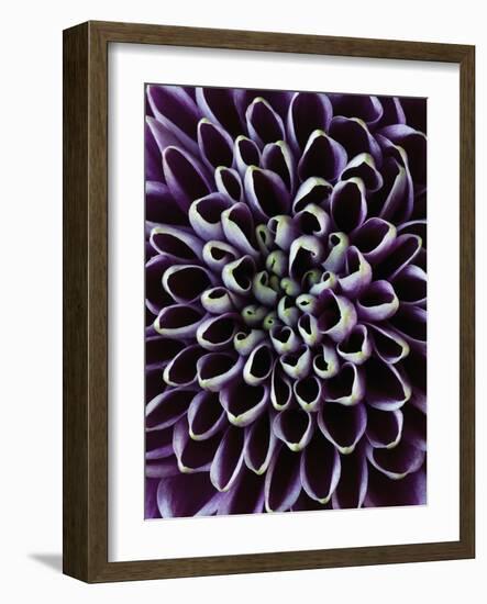 Close-up of Chrysanthemum Flower-Clive Nichols-Framed Photographic Print