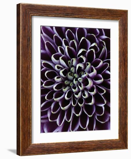 Close-up of Chrysanthemum Flower-Clive Nichols-Framed Photographic Print