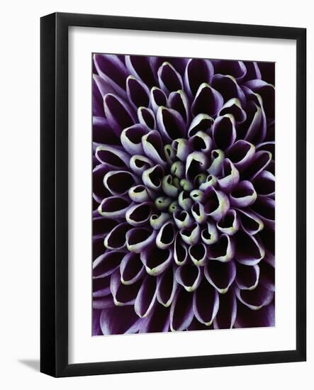 Close-up of Chrysanthemum Flower-Clive Nichols-Framed Photographic Print