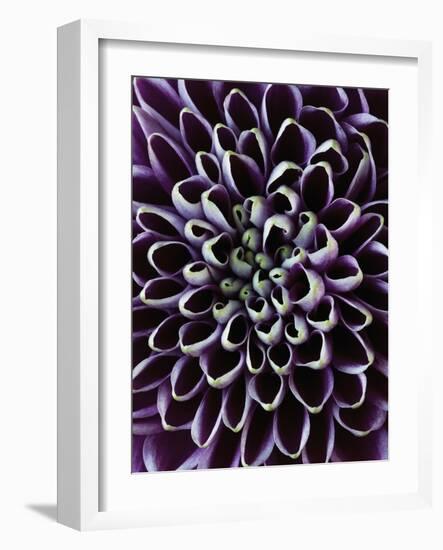 Close-up of Chrysanthemum Flower-Clive Nichols-Framed Photographic Print