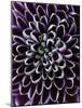 Close-up of Chrysanthemum Flower-Clive Nichols-Mounted Photographic Print