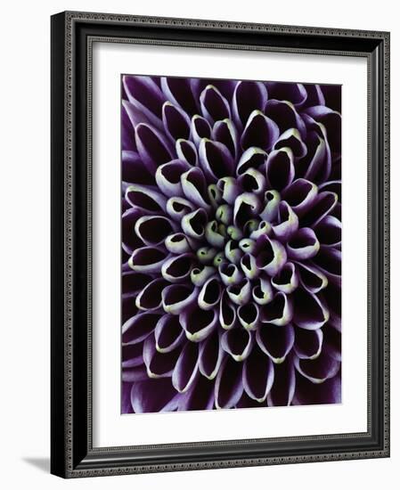 Close-up of Chrysanthemum Flower-Clive Nichols-Framed Photographic Print