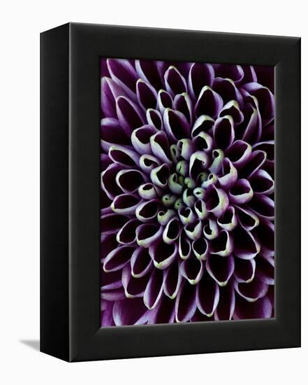 Close-Up of Chrysanthemum Flower-Clive Nichols-Framed Premier Image Canvas