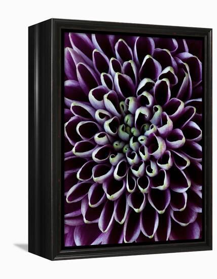 Close-Up of Chrysanthemum Flower-Clive Nichols-Framed Premier Image Canvas