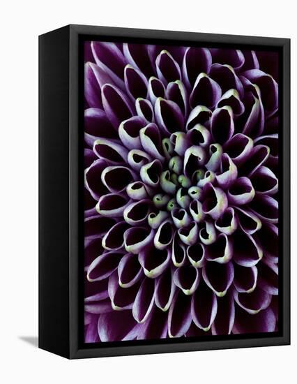 Close-Up of Chrysanthemum Flower-Clive Nichols-Framed Premier Image Canvas