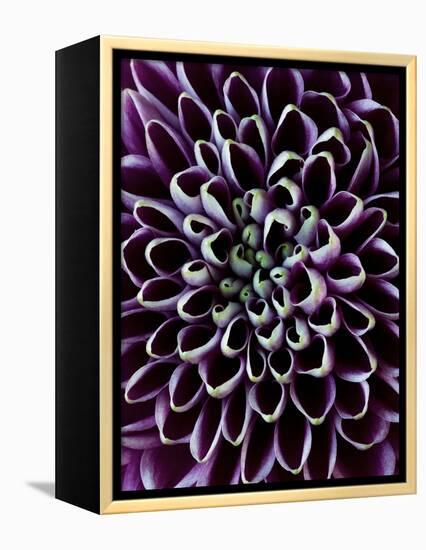 Close-Up of Chrysanthemum Flower-Clive Nichols-Framed Premier Image Canvas