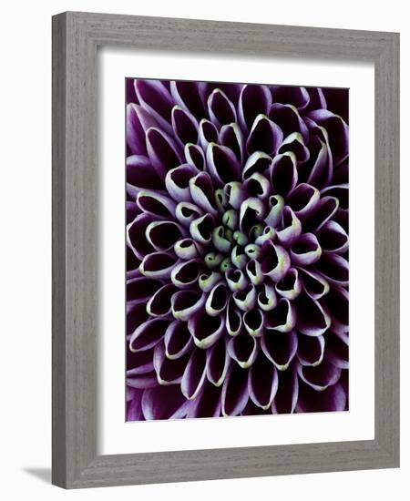 Close-Up of Chrysanthemum Flower-Clive Nichols-Framed Photographic Print