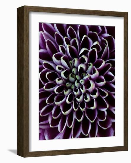 Close-Up of Chrysanthemum Flower-Clive Nichols-Framed Photographic Print