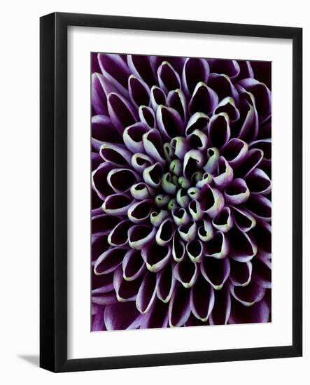 Close-Up of Chrysanthemum Flower-Clive Nichols-Framed Photographic Print