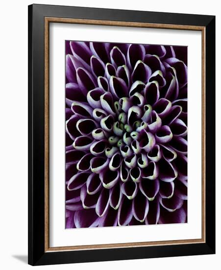 Close-Up of Chrysanthemum Flower-Clive Nichols-Framed Photographic Print