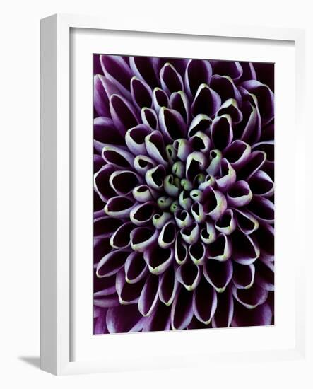 Close-Up of Chrysanthemum Flower-Clive Nichols-Framed Photographic Print