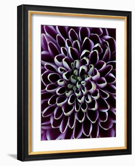 Close-Up of Chrysanthemum Flower-Clive Nichols-Framed Photographic Print