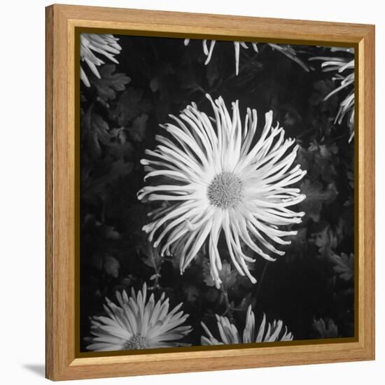 Close-Up of Chrysanthemums at Garfield Park Conservatory-Gordon Coster-Framed Premier Image Canvas