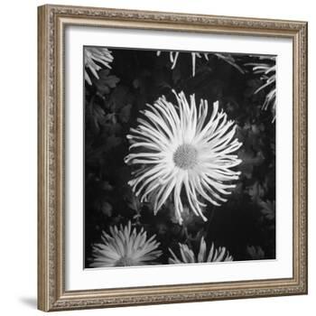 Close-Up of Chrysanthemums at Garfield Park Conservatory-Gordon Coster-Framed Photographic Print