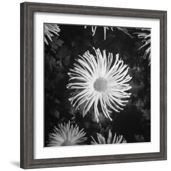 Close-Up of Chrysanthemums at Garfield Park Conservatory-Gordon Coster-Framed Photographic Print