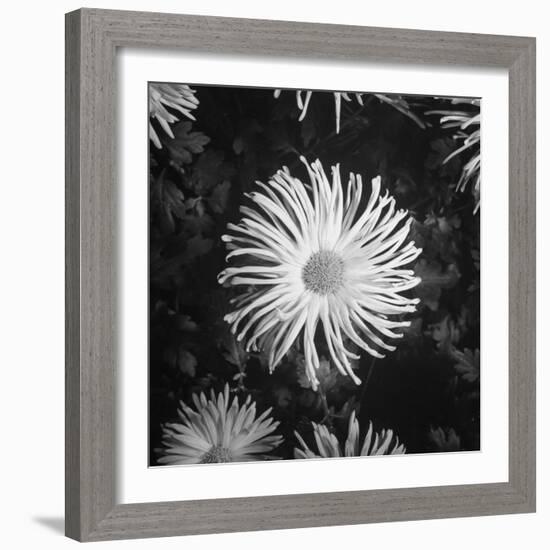 Close-Up of Chrysanthemums at Garfield Park Conservatory-Gordon Coster-Framed Photographic Print