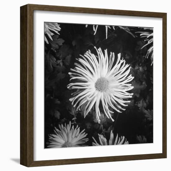 Close-Up of Chrysanthemums at Garfield Park Conservatory-Gordon Coster-Framed Photographic Print