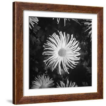 Close-Up of Chrysanthemums at Garfield Park Conservatory-Gordon Coster-Framed Photographic Print
