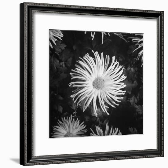 Close-Up of Chrysanthemums at Garfield Park Conservatory-Gordon Coster-Framed Photographic Print