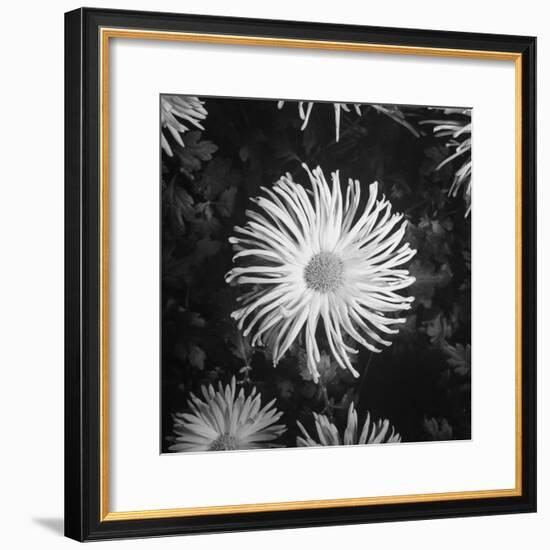 Close-Up of Chrysanthemums at Garfield Park Conservatory-Gordon Coster-Framed Photographic Print