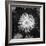 Close-Up of Chrysanthemums at Garfield Park Conservatory-Gordon Coster-Framed Photographic Print