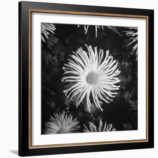 Close-Up of Chrysanthemums at Garfield Park Conservatory-Gordon Coster-Framed Photographic Print