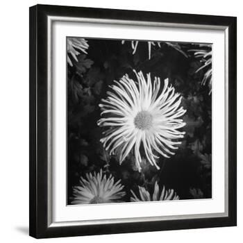 Close-Up of Chrysanthemums at Garfield Park Conservatory-Gordon Coster-Framed Photographic Print