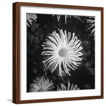 Close-Up of Chrysanthemums at Garfield Park Conservatory-Gordon Coster-Framed Photographic Print