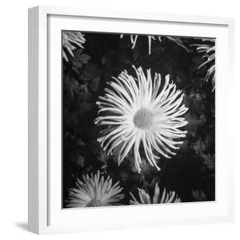 Close-Up of Chrysanthemums at Garfield Park Conservatory-Gordon Coster-Framed Photographic Print