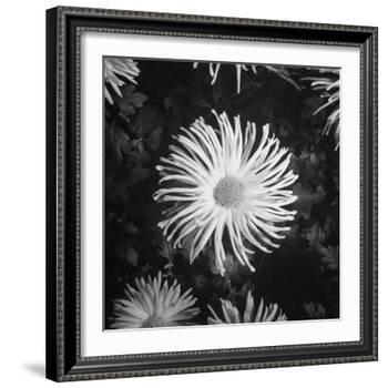 Close-Up of Chrysanthemums at Garfield Park Conservatory-Gordon Coster-Framed Photographic Print