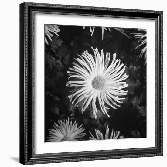 Close-Up of Chrysanthemums at Garfield Park Conservatory-Gordon Coster-Framed Photographic Print