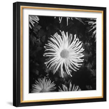 Close-Up of Chrysanthemums at Garfield Park Conservatory-Gordon Coster-Framed Photographic Print