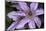 Close up of Clematis.-Richard Bryant-Mounted Photo