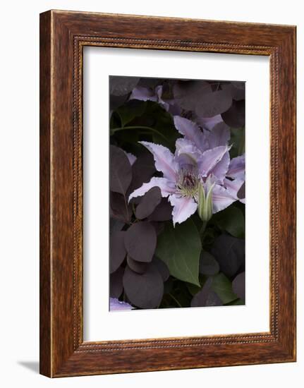 Close up of Clematis.-Richard Bryant-Framed Photo