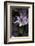 Close up of Clematis.-Richard Bryant-Framed Photo