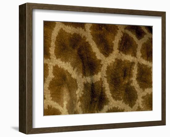 Close-Up of Coat Pattern of Giraffe (Giraffa Camelopardalis), Etosha National Park, Namibia, Africa-Steve & Ann Toon-Framed Photographic Print